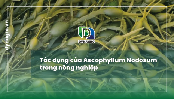 tac-dung-cua-tao-ascophyllum-nodosum-trong-nong-nghiep-4