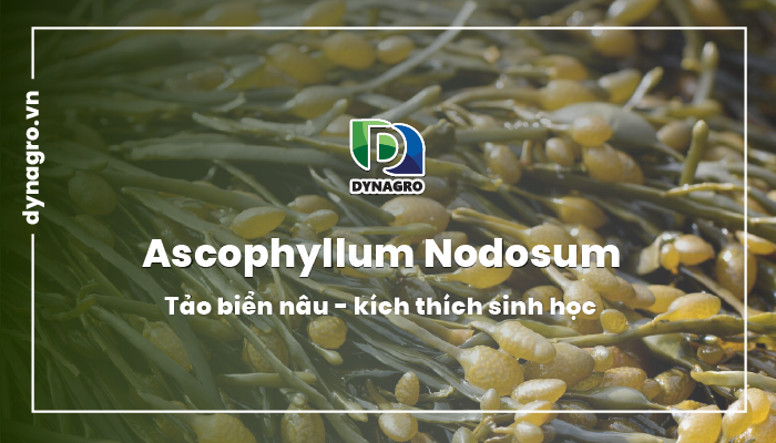 tac-dung-cua-tao-ascophyllum-nodosum-trong-nong-nghiep-5