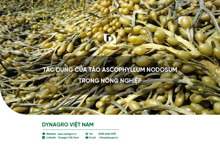 Tảo nâu Ascophyllum Nodosum – Giải pháp kích thích sinh học vượt trội