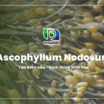 ascophyllum nodosum