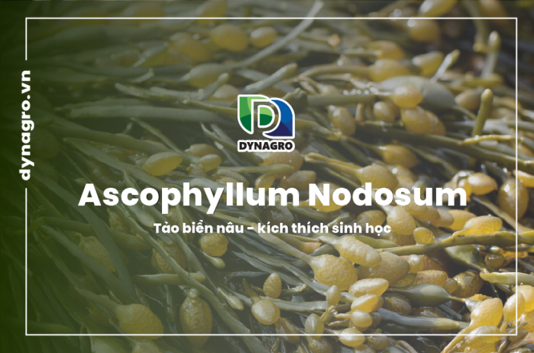 ascophyllum nodosum