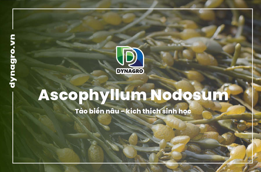 ascophyllum nodosum