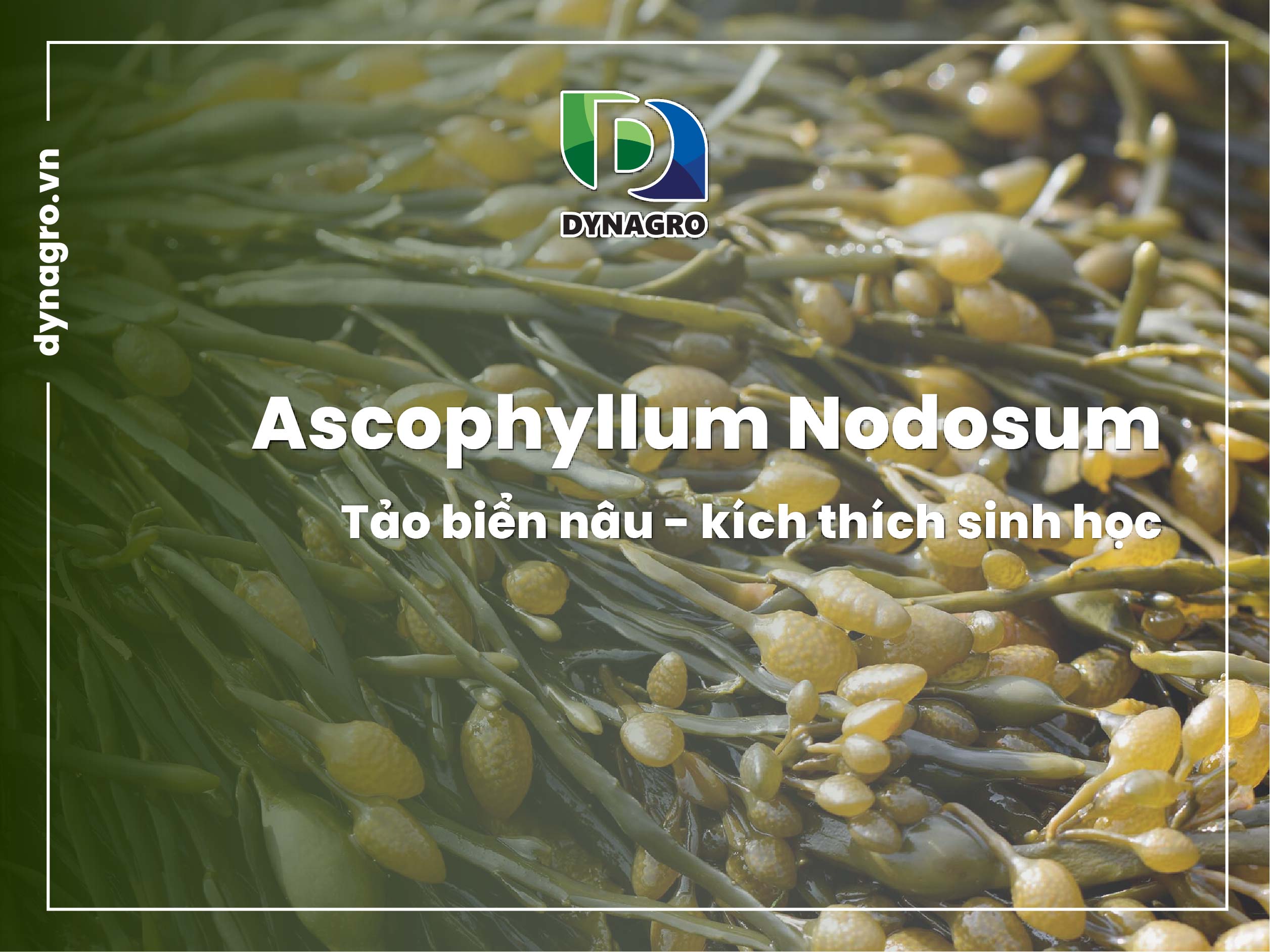 Ascophyllum Nodosum - Kích thích sinh học đến từ tảo nâu