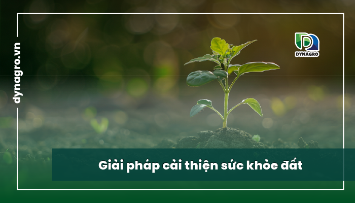 giai-phap-3-yeu-to-cot-loi-quyet-dinh-suc-khoe-cua-dat