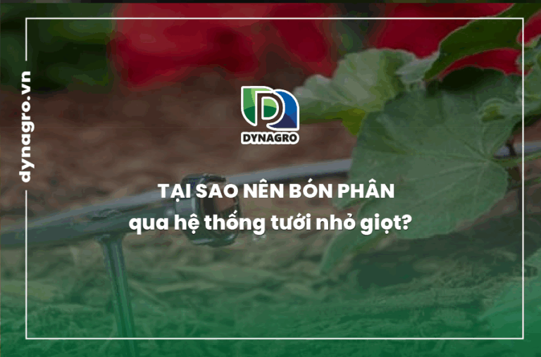 tai-sao-nen-bon-phan-qua-he-thong-tuoi-nho-giot