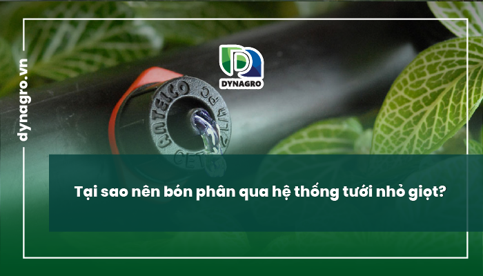 Tại sao nên bón phân qua hệ thống tưới nhỏ giọt?