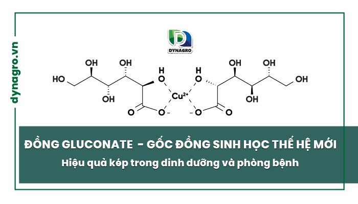 Đồng Gluconate – Gốc đồng sinh học thế hệ mới