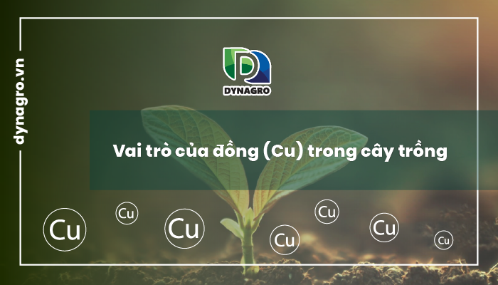 vai-tro-cua-dong-cu-trong-cay-trong
