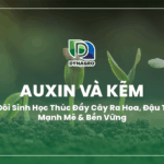 auxin-va-kem-bo-doi-sinh-hoc-thuc-day-cay-ra-hoa-dau-trai-manh-me-va-ben-vung