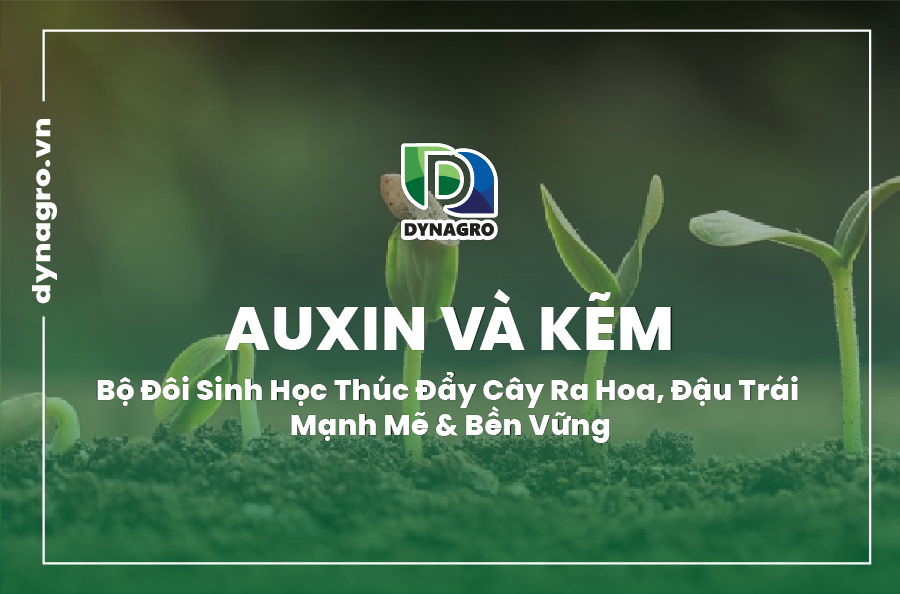 auxin-va-kem-bo-doi-sinh-hoc-thuc-day-cay-ra-hoa-dau-trai-manh-me-va-ben-vung