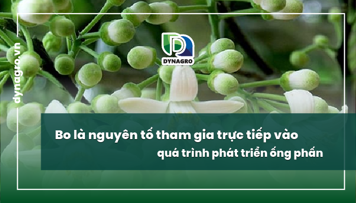 Cách xử lý khi cây thiếu hoặc thừa Magie