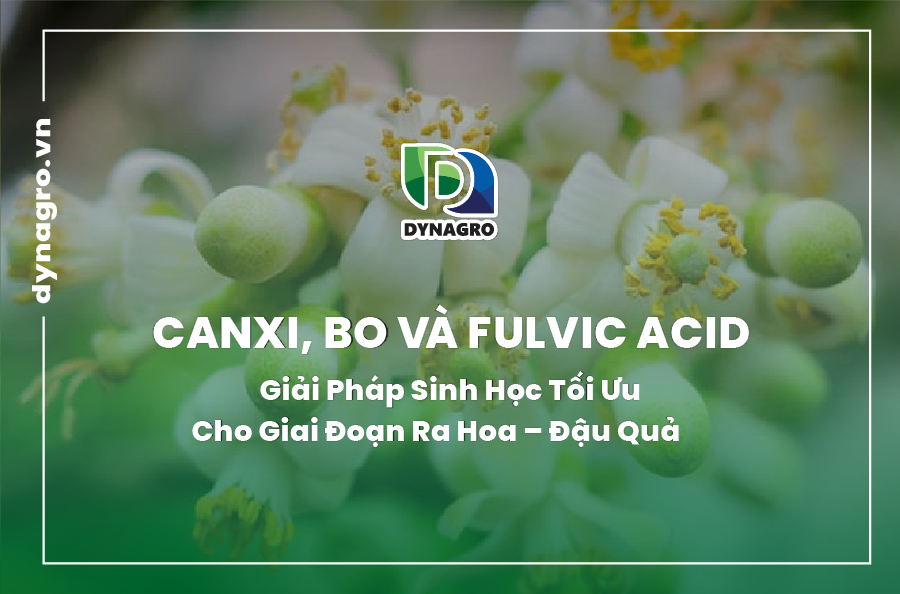 canxi-bo-va-fulvic-acid-giai-phap-sinh-hoc-toi-uu-cho-giai-doan-ra-hoa-dau-qua