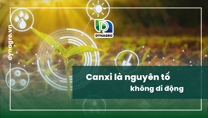 Canxi là nguyên tố không di động