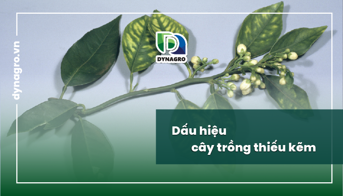cay-trong-thieu-kem-auxin-va-kem-bo-doi-sinh-hoc-thuc-day-cay-ra-hoa-dau-trai-manh-me-va-ben-vung