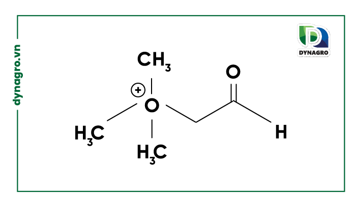 Cơ chế Glycine Betaine