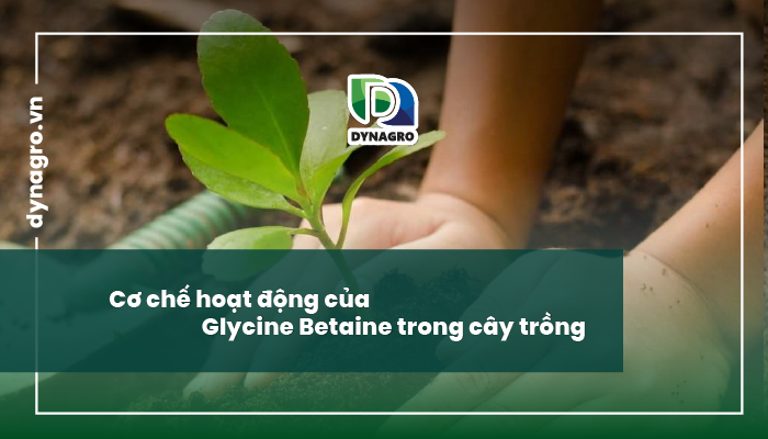 Cơ chế hoạt động Glycine Betaine