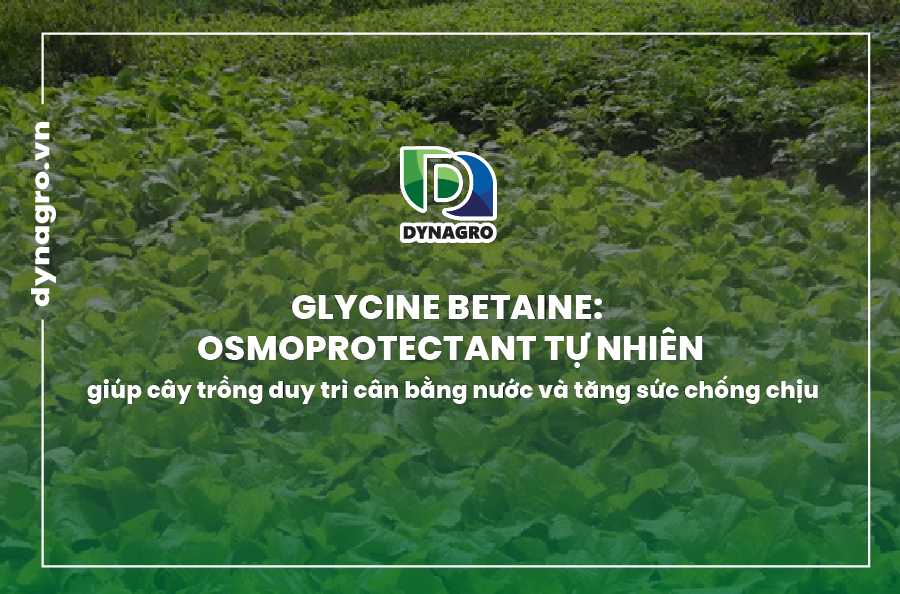 Glycine-Betaine-Osmoprotectant-tu-nhien-giup-cay-trong-duy-tri-can-bang-nuoc-va-tant-suc-chong-chiu