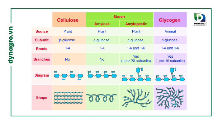 Cơ chế tác động và phân tử polysaccharides