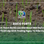 Asco Forte: Kích Thích Bộ Rễ Lúa Giai Đoạn Mới Sạ/Cấy, Thiết Lập Sinh Trưởng Ngay Từ Đầu Vụ