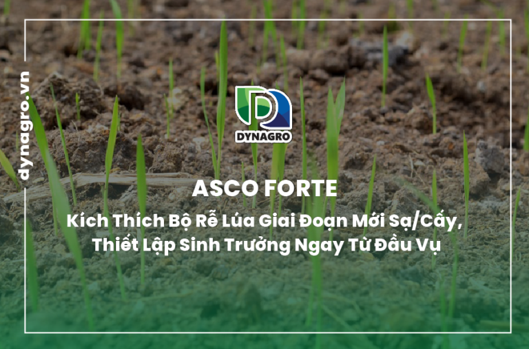 Asco Forte: Kích Thích Bộ Rễ Lúa Giai Đoạn Mới Sạ/Cấy, Thiết Lập Sinh Trưởng Ngay Từ Đầu Vụ