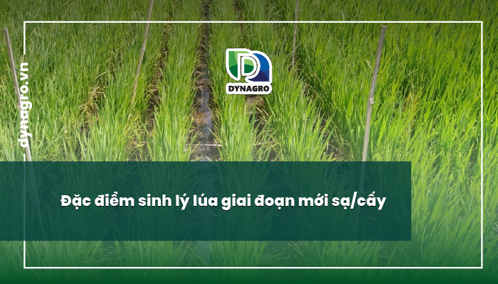 kích thích bộ rễ lúa