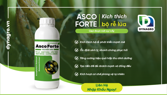 kích thích bộ rễ lúa