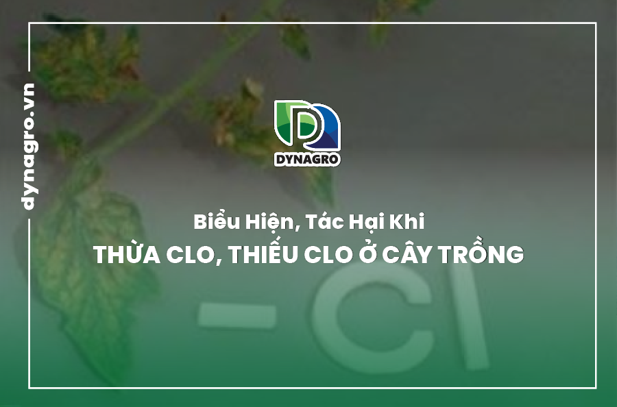 bieu-hien-tac-hai-khi-thua-clo-thieu-clo-o-cay-trong