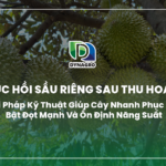 phục hồi sầu riêng sau thu hoạch