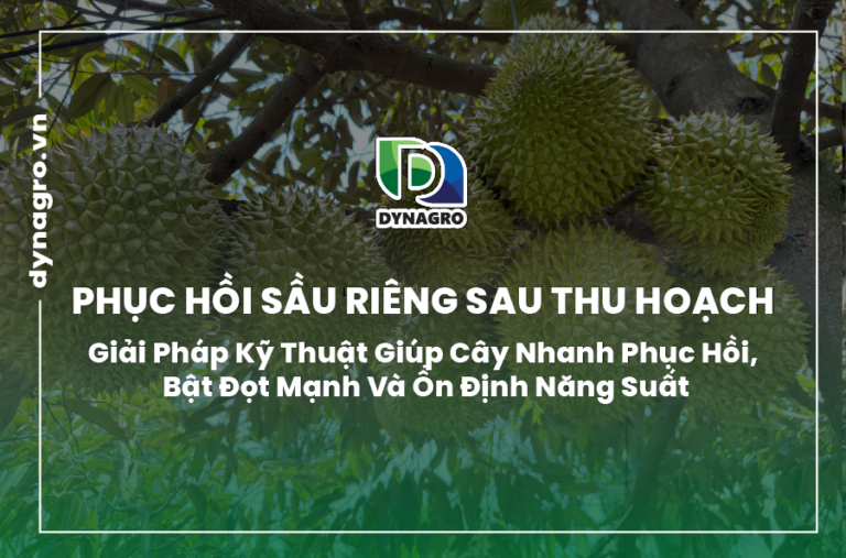 phục hồi sầu riêng sau thu hoạch