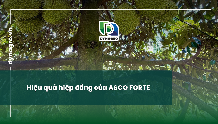 phục hồi sầu riêng sau thu hoạch