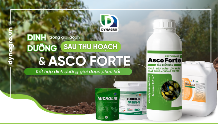 phục hồi sầu riêng sau thu hoạch