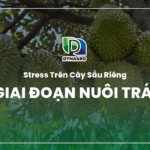 Asco Forte - sầu riêng giai đoạn nuôi trái