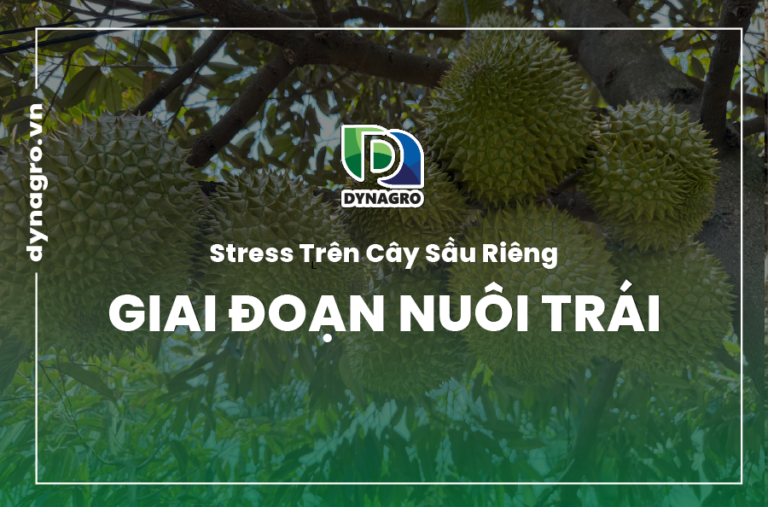 Asco Forte - sầu riêng giai đoạn nuôi trái
