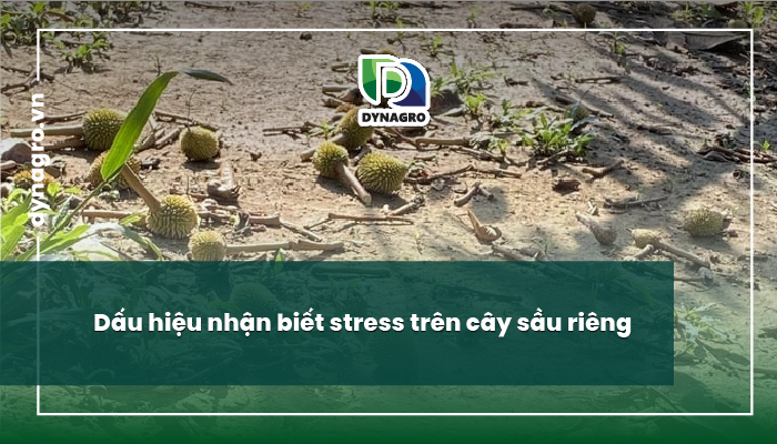 sầu riêng giai đoạn nuôi trái