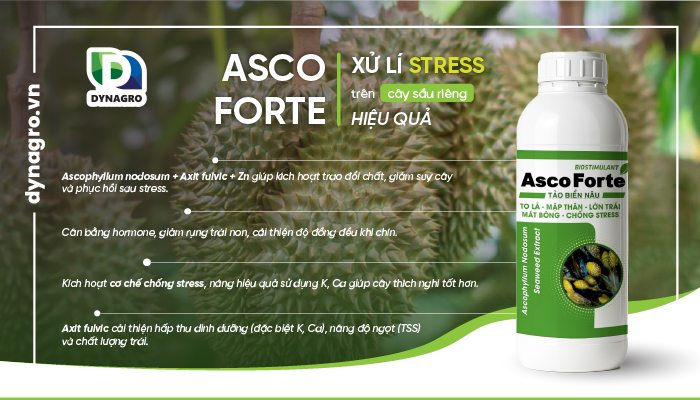 Asco Forte - sầu riêng giai đoạn nuôi trái